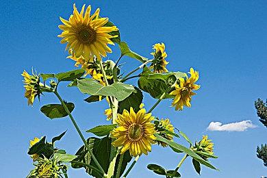 《星之海洋2》重制版等年末Switch游戏容量确定